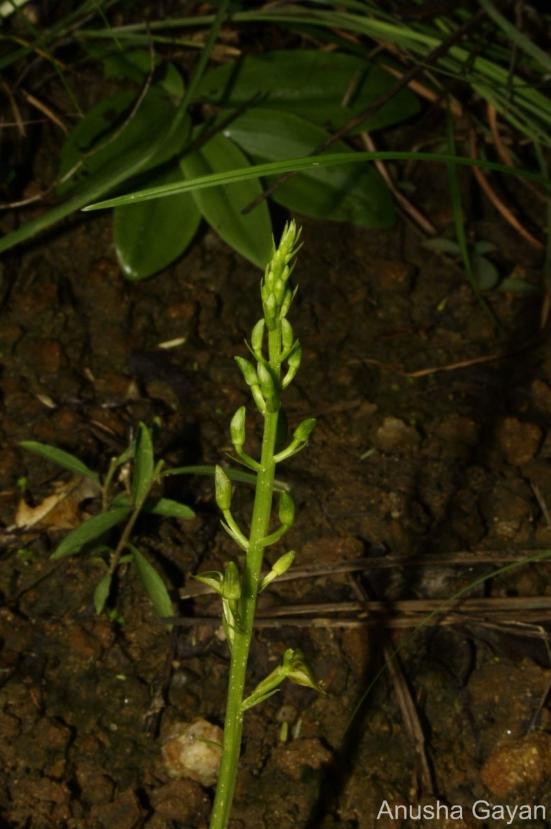 Liparis deflexa Hook.f.